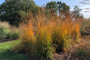 Grass Sorghastrum 'Golden Sunset' 